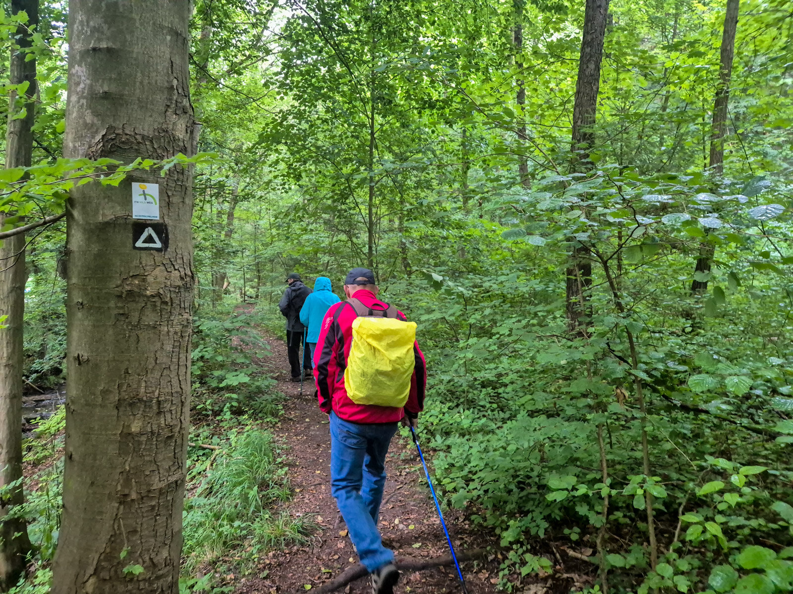 1. Auf dem Ith-Hils-Weg durch den regennassen Wald