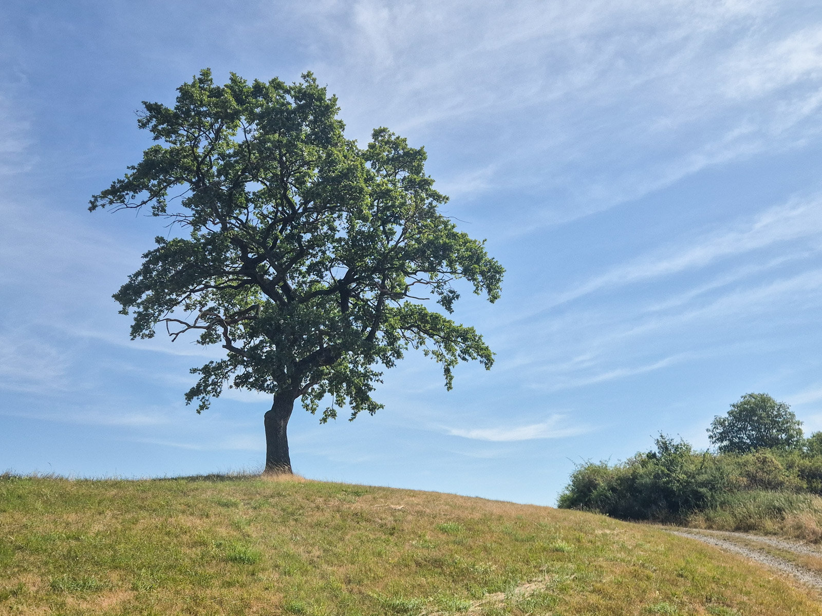 Eine alte Eiche unter weitem Himmel