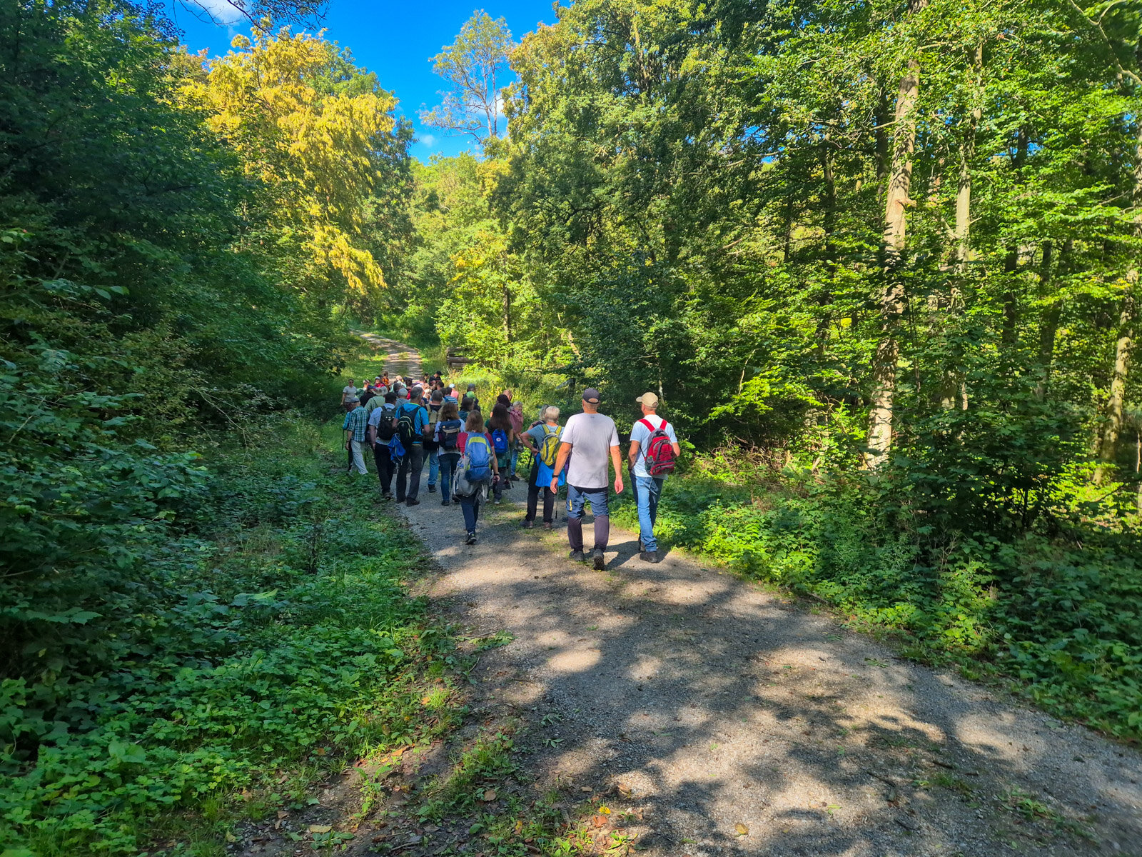 Durch den spätsommerlichen Wald