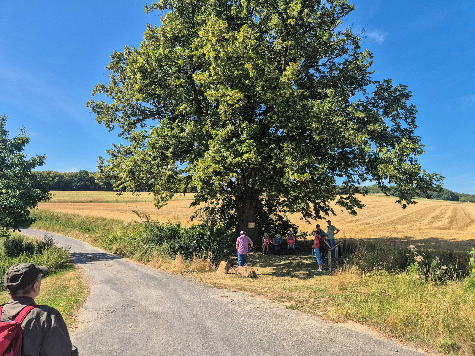 Die Alte Linde bei Avendshausen