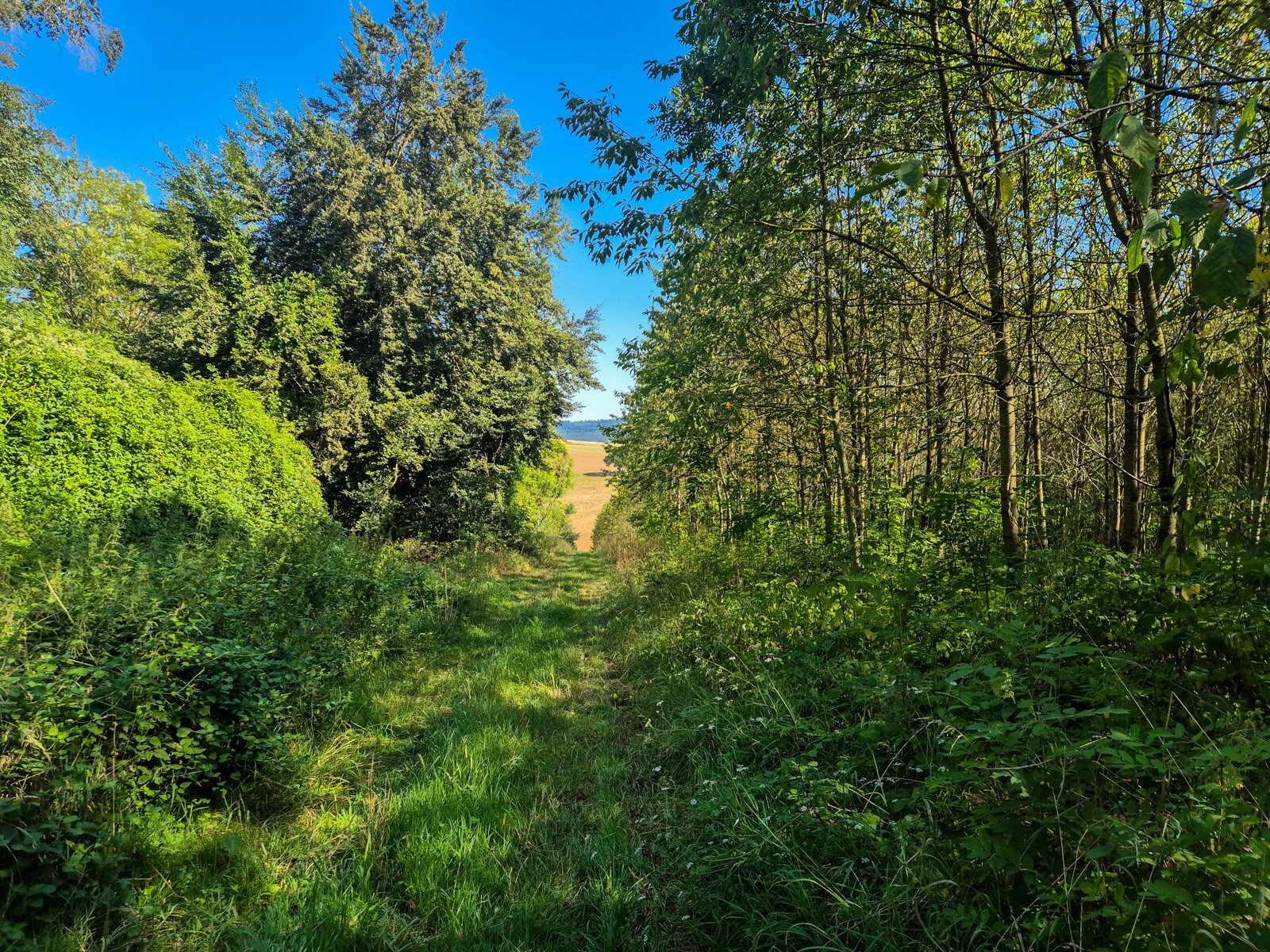 Kurzer Weg im Schatten