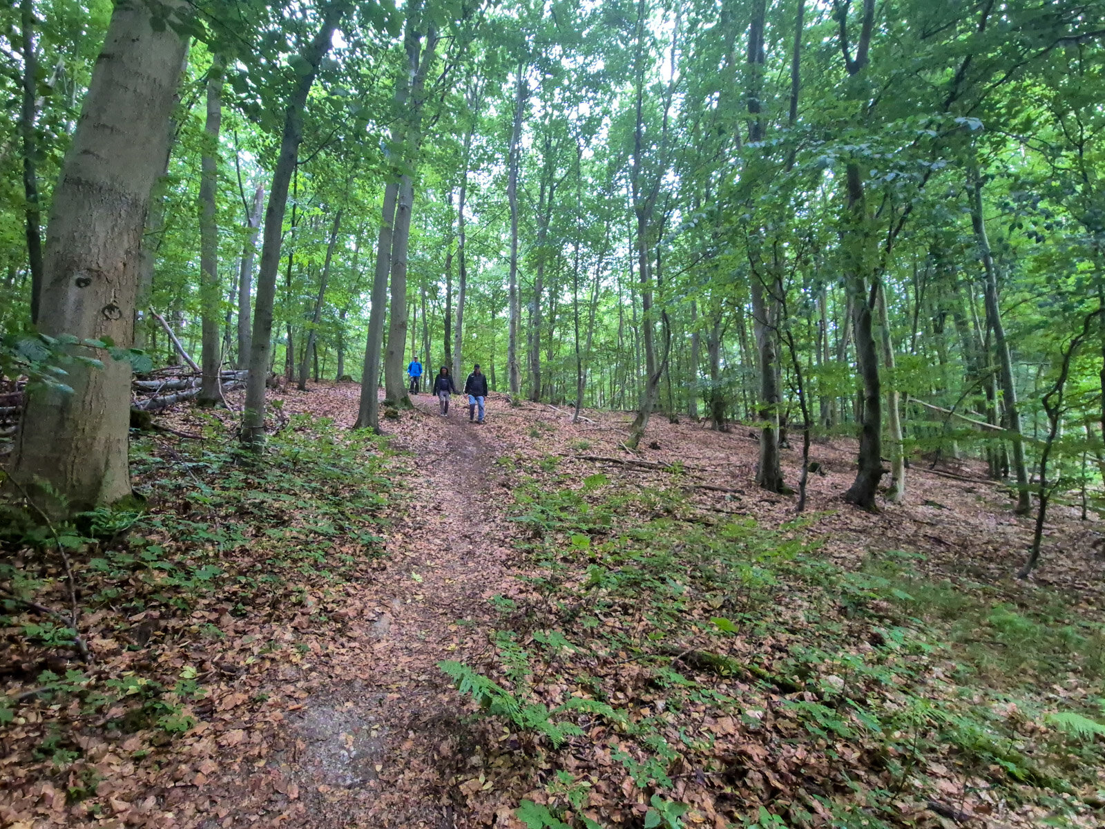 8. Bergab auf dem Ith-Hils-Weg