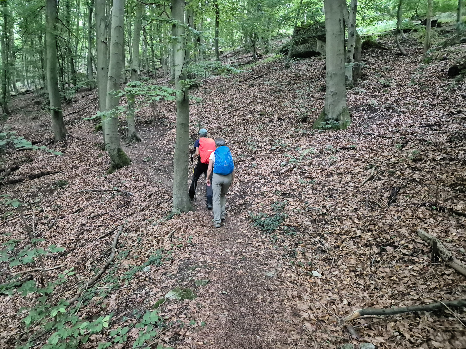 Auf schmalen Pfaden durch den Wald