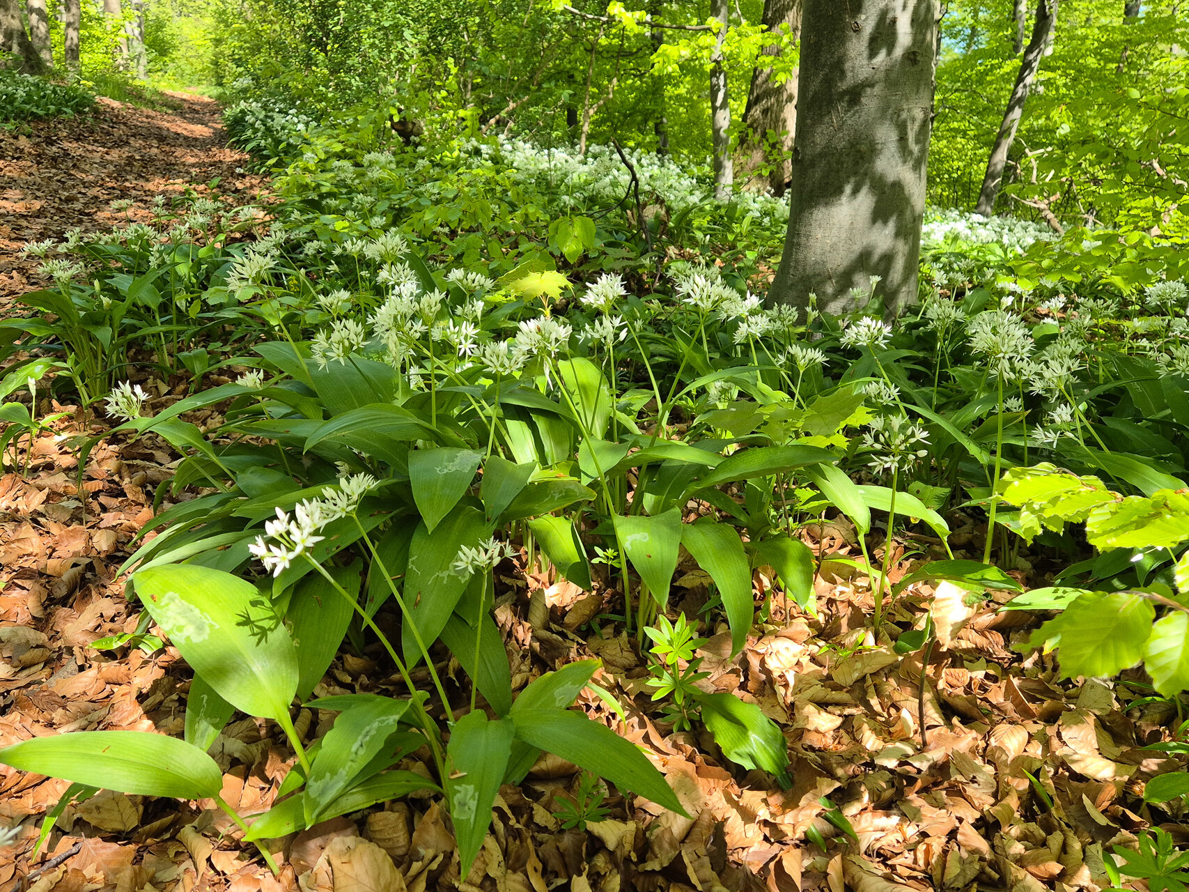 Bärlauchblüte