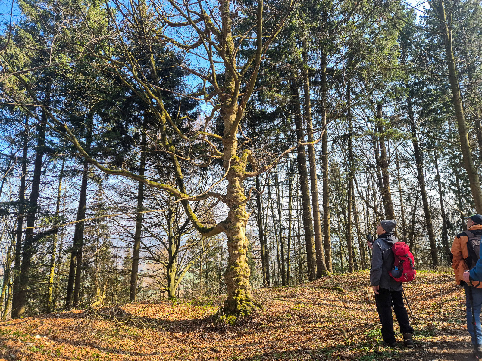 Besonderer Baum am Wegesrand
