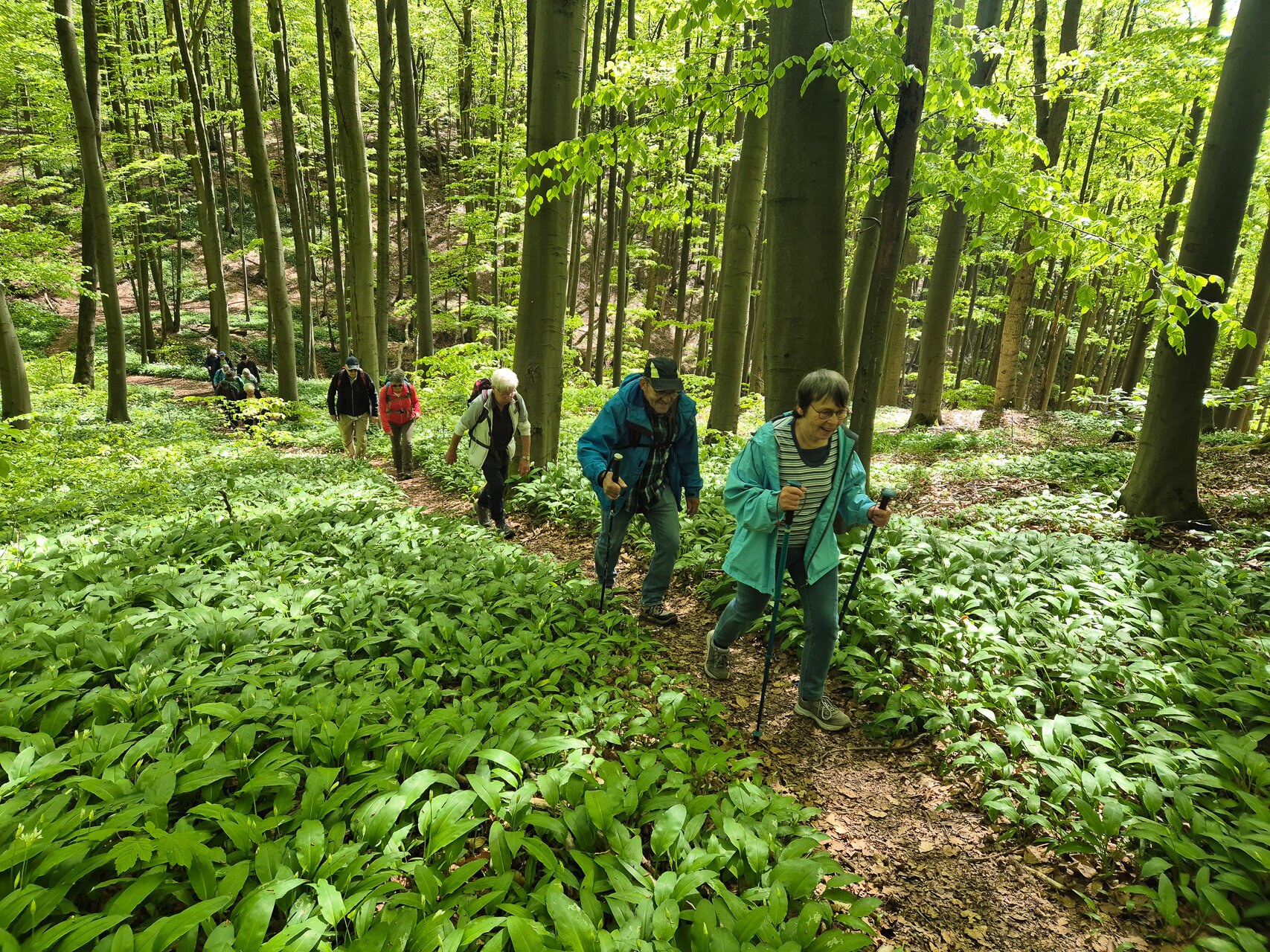 Der Ith-Hils-Weg schlängelt sich durch Bärlauchfelder