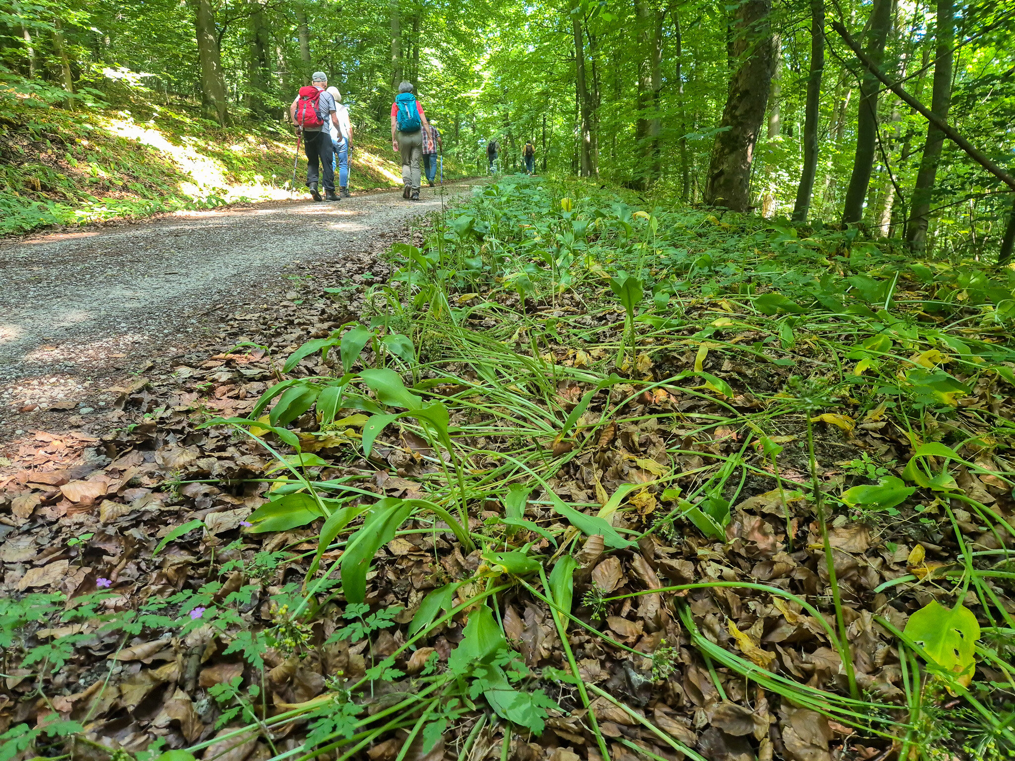 Die Bärlauchblüte Ist Vorüber