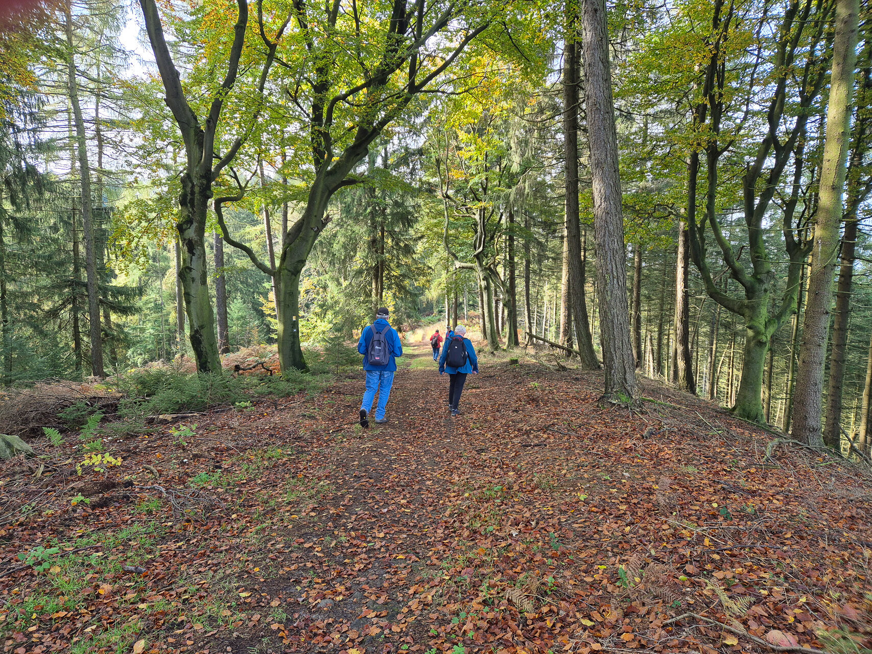 Durch den Herbstwald