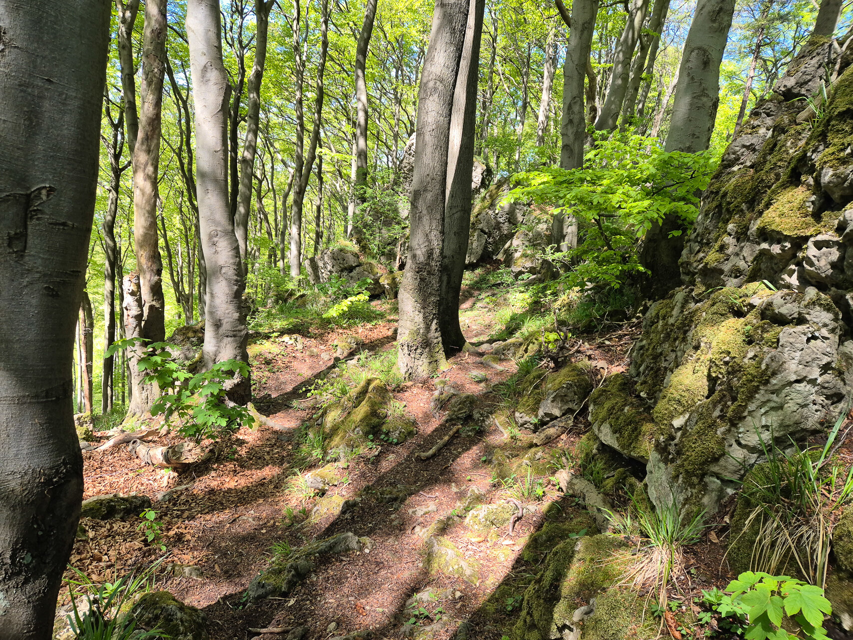 Felsiges Gelände auf dem Ith-Hils-Weg