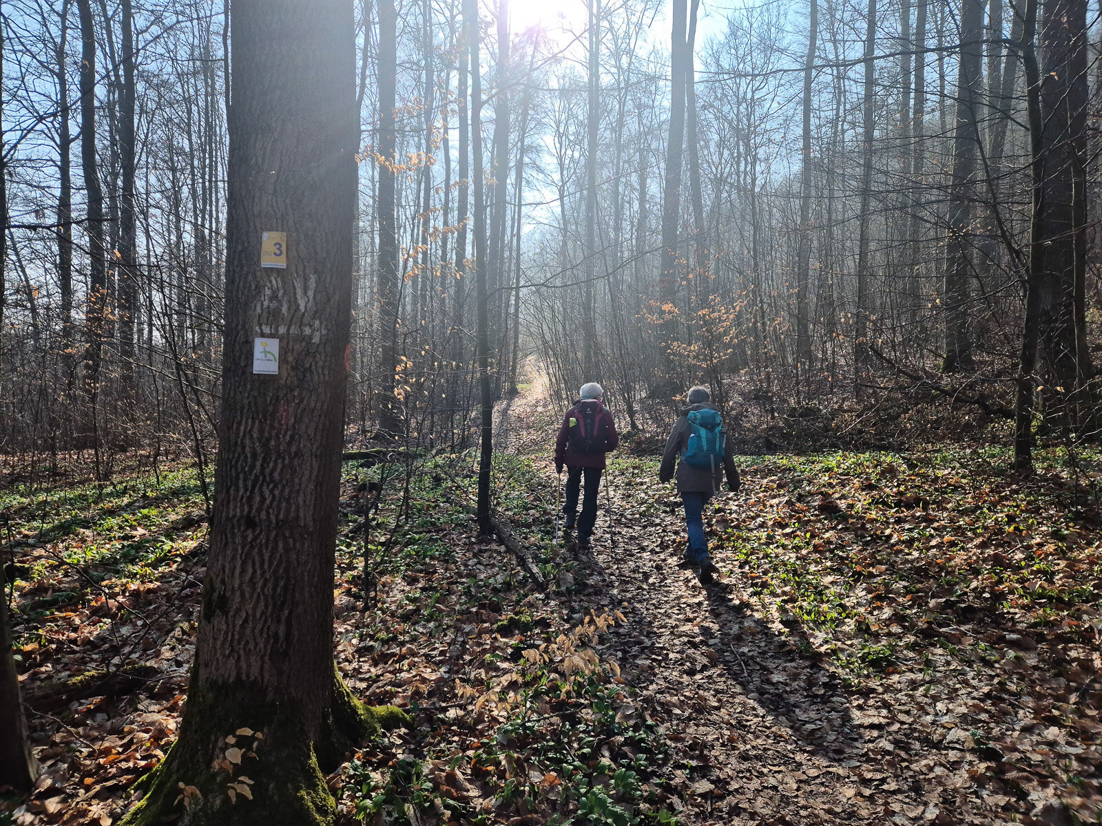 Frühlingslicht im noch kahlen Buchenwald