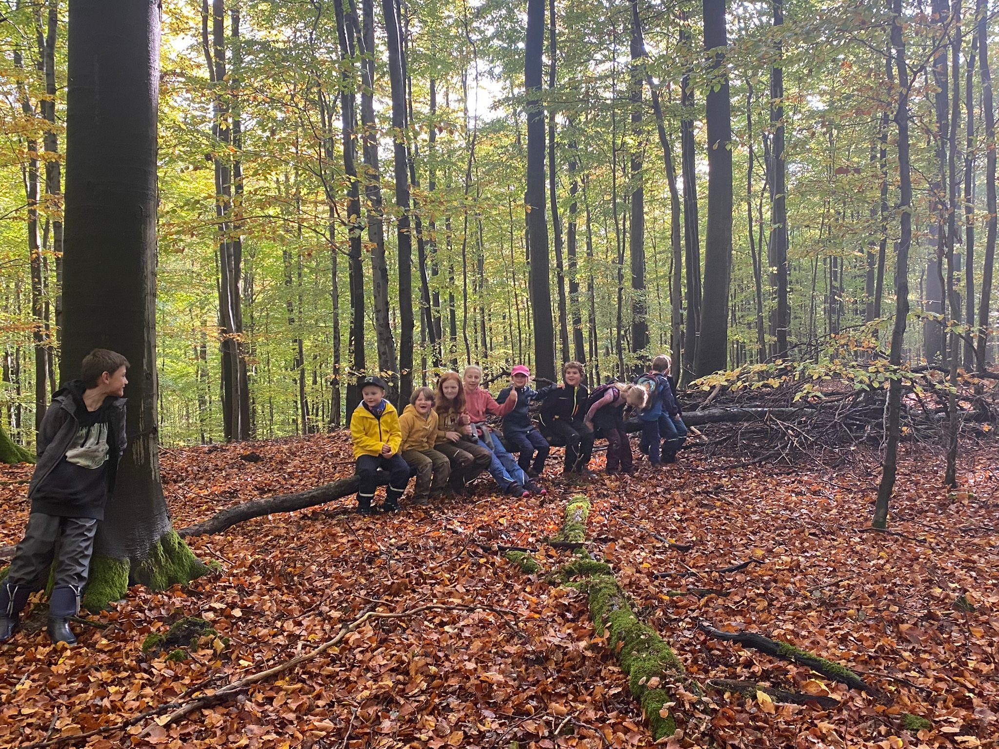 Im Herbstwald