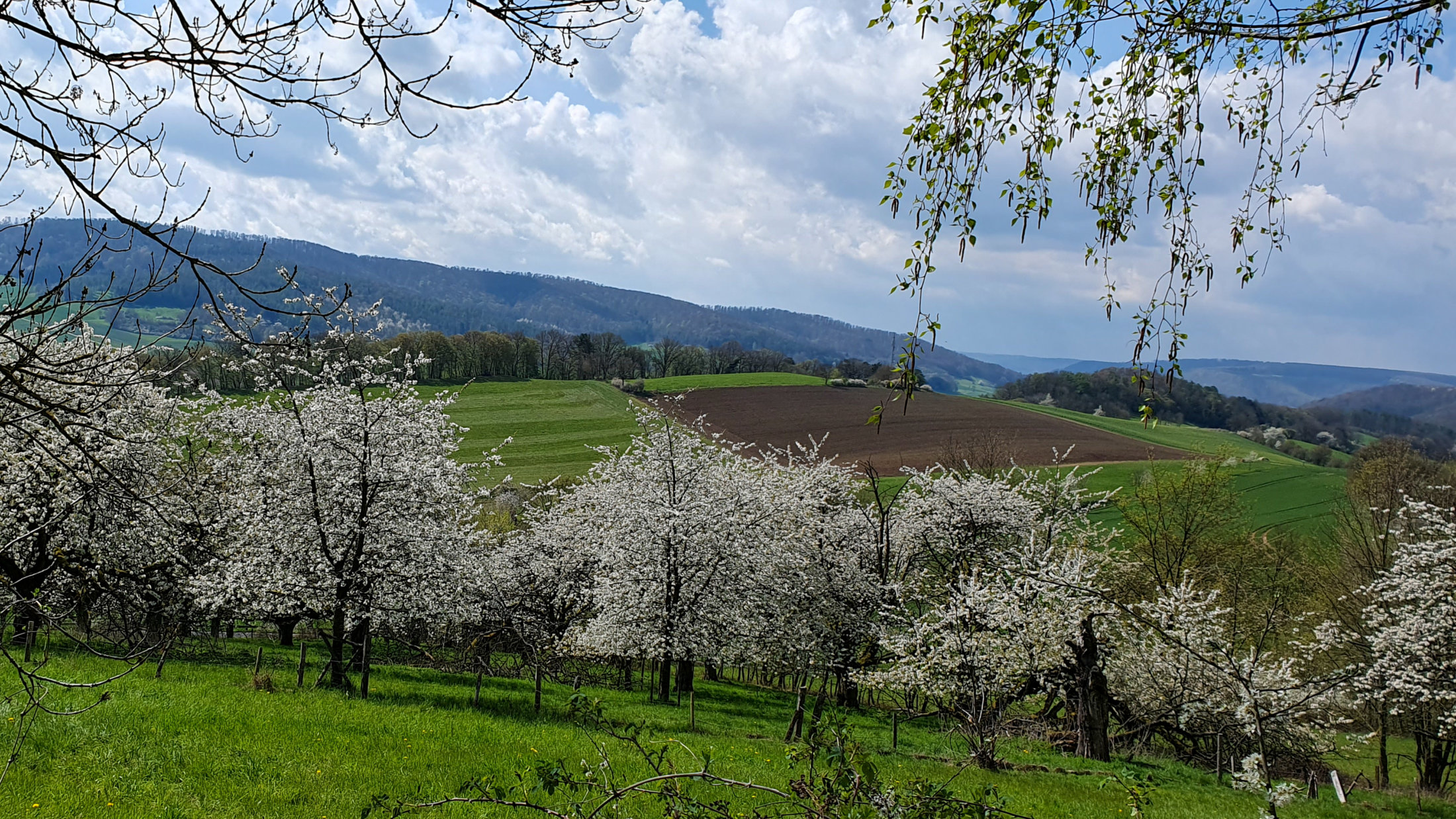 Kirschblüte in der Rühler Schweiz
