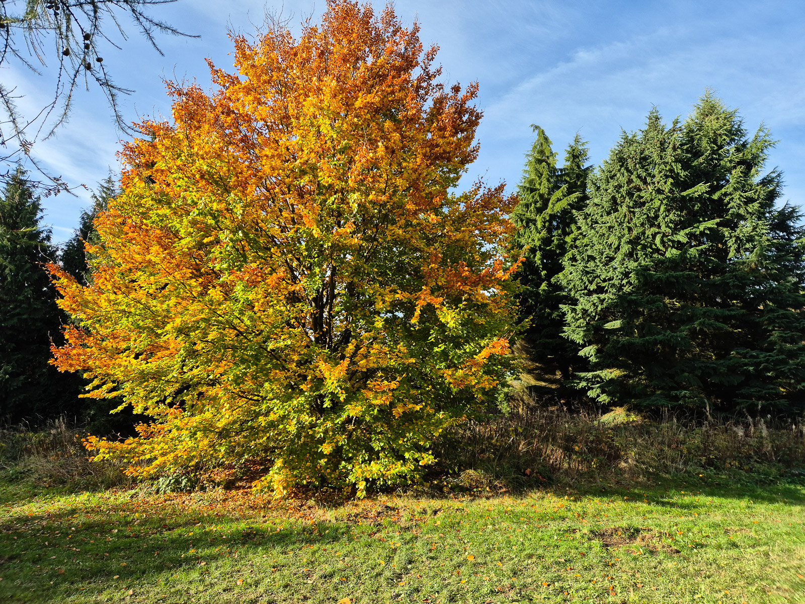 Leuchtende Rotbuche im Herbstkleid