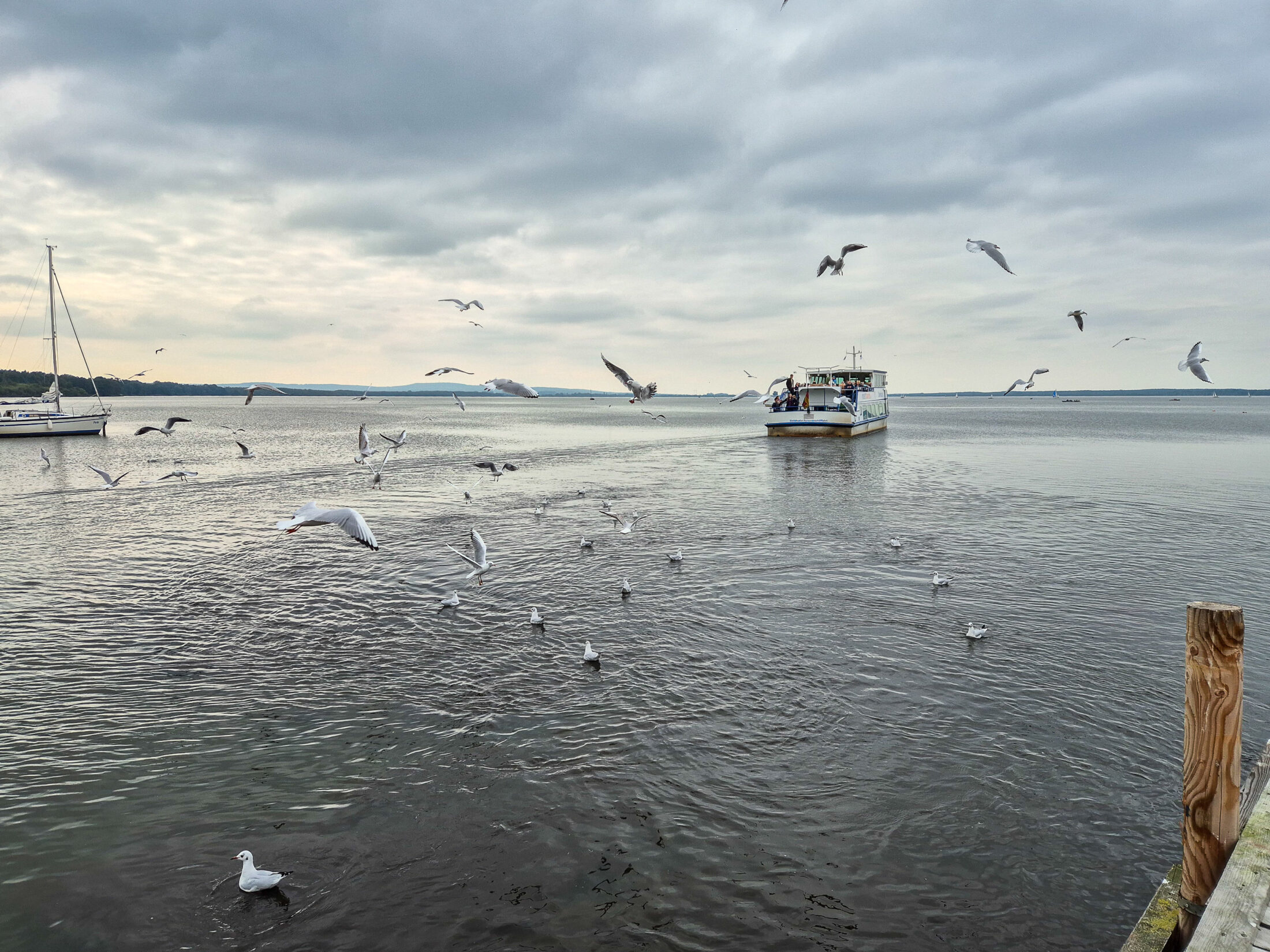 Möwen begleiten die Schiffe auf dem Steinhuder Meer