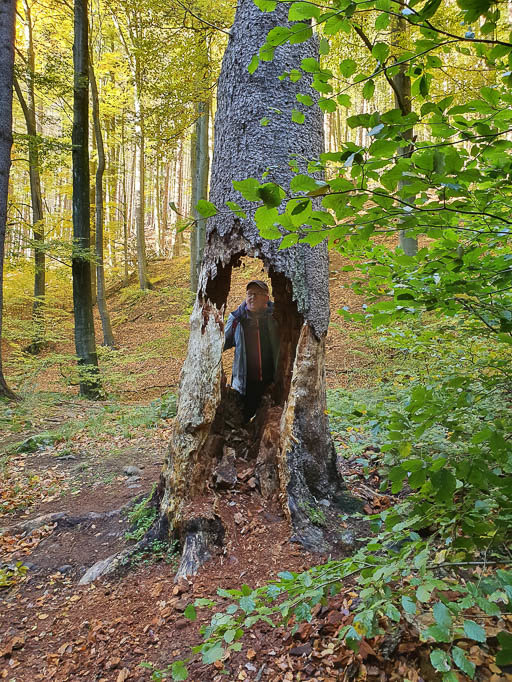 Peter in einen ausgehöhlten Baumstamm