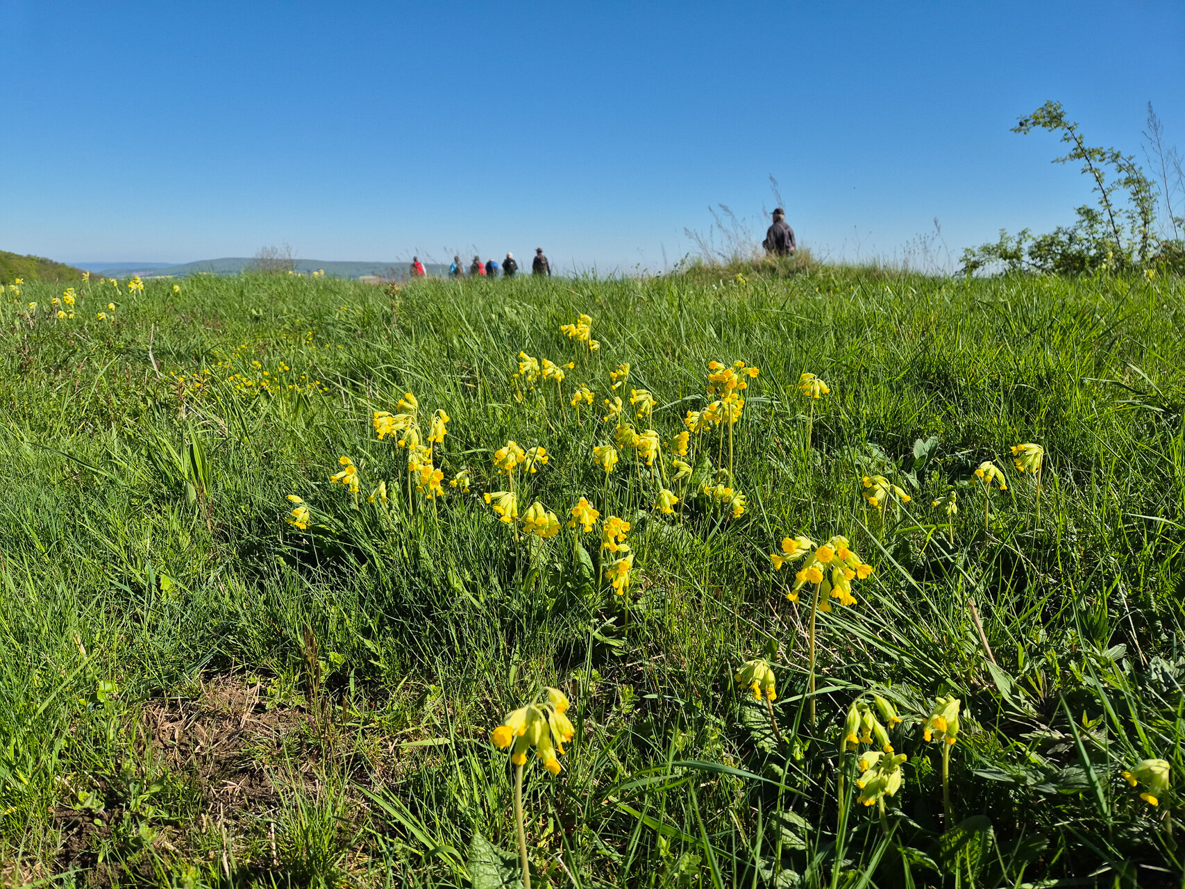 Schlüsselblumen auf den Ithwiesen