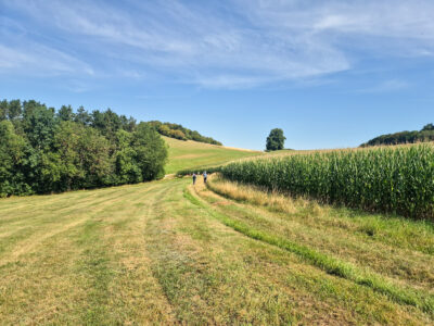 Zwischen Waldrand und Maisfeld