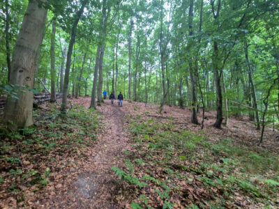 8. Bergab auf dem Ith-Hils-Weg