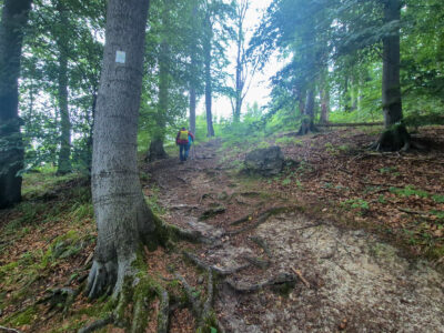 9. Steil bergauf auf dem Ith-Hils-Weg