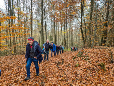 Anstieg im herbstlichen Buchenwald