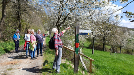 Auf dem Erlebnisweg Kirschblüte