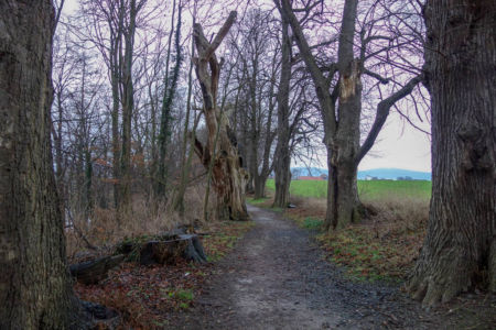 12.01.2019: Winterwanderung