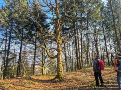 Besonderer Baum am Wegesrand