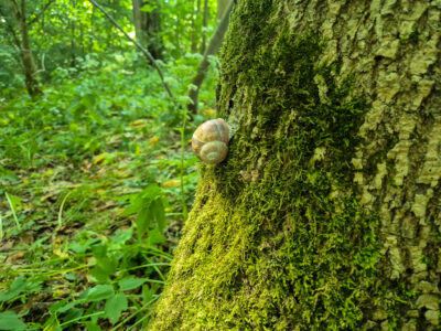 Diese Schnecke suchte sich einen schattigen Platz an der Baumrinde