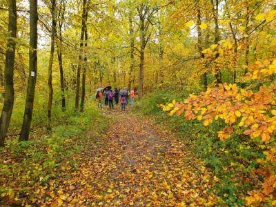 Durch den herbstlichen Idtberg