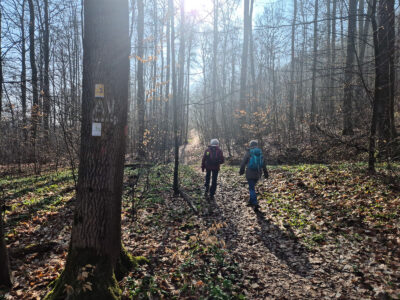 Frühlingslicht im noch kahlen Buchenwald