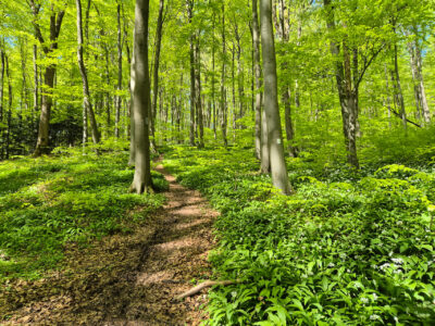 Frühlingswald