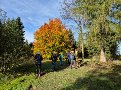 Herbstfarben im WeltWald Bad Grund