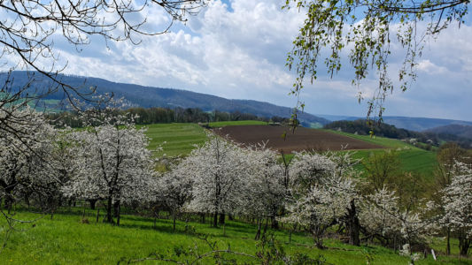 Kirschblüte in der Rühler Schweiz