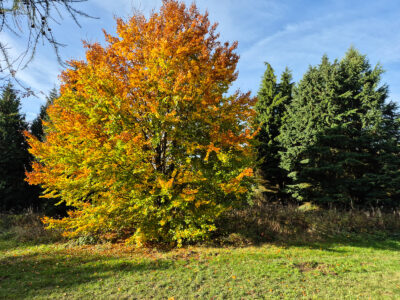 Leuchtende Rotbuche im Herbstkleid