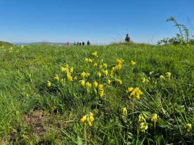 Schlüsselblumen auf den Ithwiesen