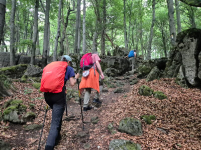 Schritt für Schritt durch das wilde Herz des Waldes
