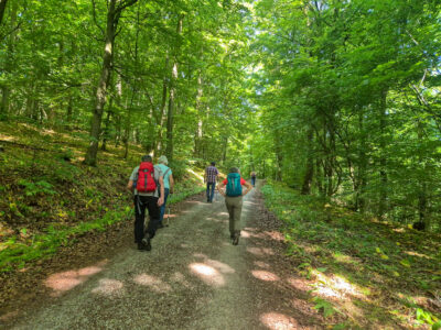 Vom Startpunkt ging es direkt in den schattigen Wald