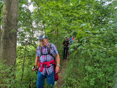 Waldweg zu Beginn