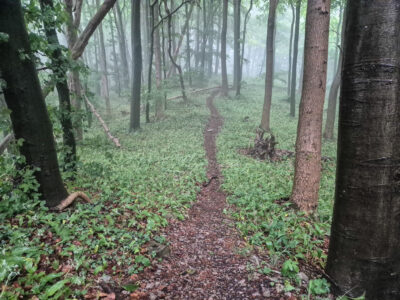 Weg durch duftenden Bärlauchwald