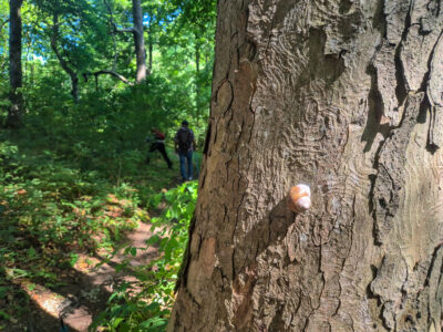 Weinbergschnecke klebt an der Baumrinde