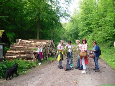 05.2012: Tannenspitzensammeln